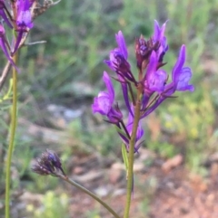 Linaria pelisseriana (Pelisser's Toadflax) at Hackett, ACT - 3 Oct 2020 by JaneR
