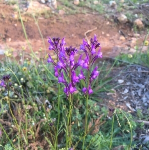 Linaria pelisseriana at Hackett, ACT - 3 Oct 2020