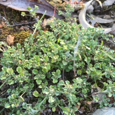 Stuartina muelleri (Spoon Cudweed) at Hackett, ACT - 3 Oct 2020 by JaneR