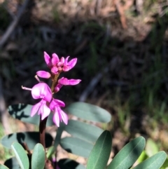 Indigofera australis subsp. australis (Australian Indigo) at Bruce, ACT - 3 Oct 2020 by goyenjudy