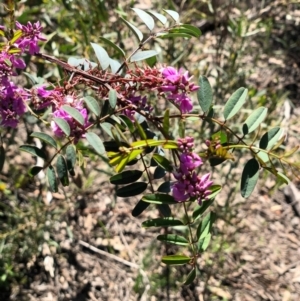 Indigofera australis subsp. australis at Bruce, ACT - 3 Oct 2020 02:08 PM