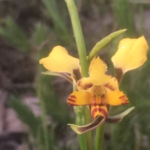 Diuris pardina at Majura, ACT - 5 Oct 2020