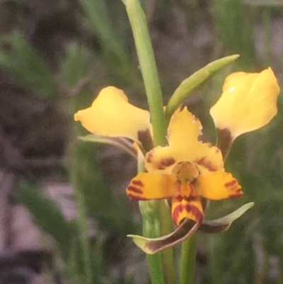 Diuris pardina (Leopard Doubletail) at Mount Majura - 5 Oct 2020 by JaneR