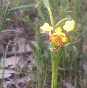 Diuris pardina at Majura, ACT - suppressed