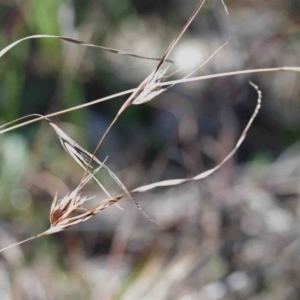 Themeda triandra at O'Connor, ACT - 3 Oct 2020