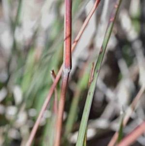 Themeda triandra at O'Connor, ACT - 3 Oct 2020 08:52 AM