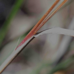 Themeda triandra at O'Connor, ACT - 3 Oct 2020 08:52 AM