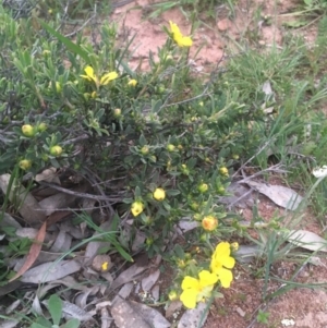 Hibbertia obtusifolia at Majura, ACT - 5 Oct 2020 07:06 PM