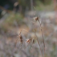 Themeda triandra (Kangaroo Grass) at Dryandra St Woodland - 2 Oct 2020 by ConBoekel