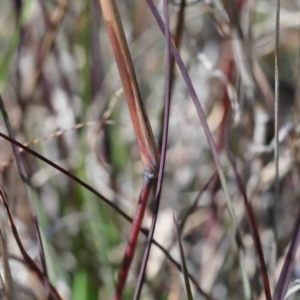 Themeda triandra at O'Connor, ACT - 3 Oct 2020