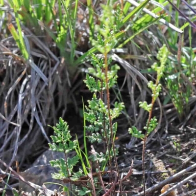 Cheilanthes sieberi (Rock Fern) at Dryandra St Woodland - 2 Oct 2020 by ConBoekel