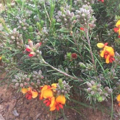 Dillwynia sericea (Egg And Bacon Peas) at Majura, ACT - 5 Oct 2020 by JaneR