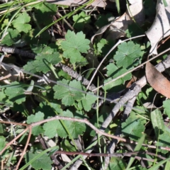 Hydrocotyle laxiflora (Stinking Pennywort) at O'Connor, ACT - 2 Oct 2020 by ConBoekel