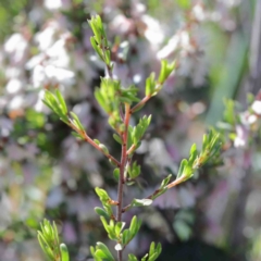 Cryptandra amara (Bitter Cryptandra) at Dryandra St Woodland - 2 Oct 2020 by ConBoekel