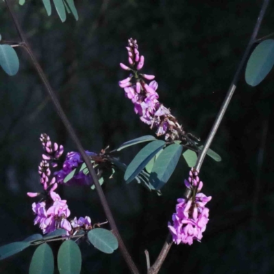 Indigofera australis subsp. australis (Australian Indigo) at Dryandra St Woodland - 2 Oct 2020 by ConBoekel