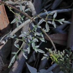 Clematis leptophylla at O'Connor, ACT - 3 Oct 2020