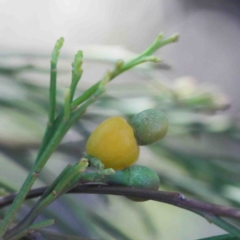 Exocarpos cupressiformis (Cherry Ballart) at Dryandra St Woodland - 2 Oct 2020 by ConBoekel