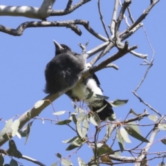 Gymnorhina tibicen (Australian Magpie) at Higgins, ACT - 5 Oct 2020 by AlisonMilton