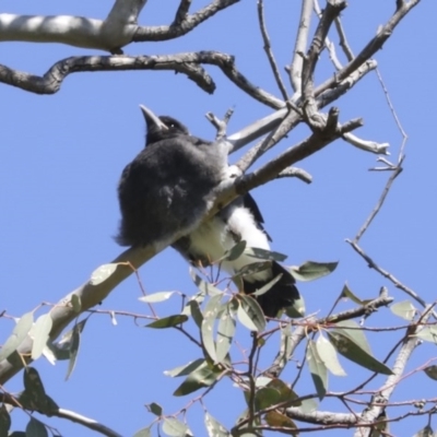 Gymnorhina tibicen (Australian Magpie) at Higgins, ACT - 5 Oct 2020 by AlisonMilton
