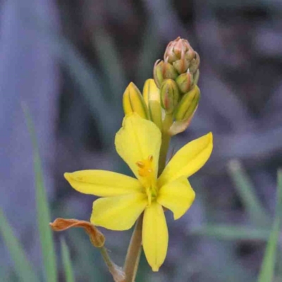 Bulbine bulbosa (Golden Lily) at Dryandra St Woodland - 2 Oct 2020 by ConBoekel