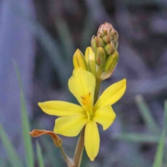 Bulbine bulbosa (Golden Lily) at Dryandra St Woodland - 2 Oct 2020 by ConBoekel