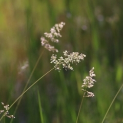 Holcus lanatus (Yorkshire Fog) at Wodonga, VIC - 2 Oct 2020 by Kyliegw