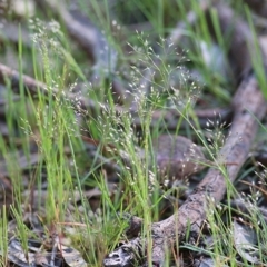 Aira caryophyllea (Silvery Hair-Grass) at Wodonga, VIC - 2 Oct 2020 by Kyliegw