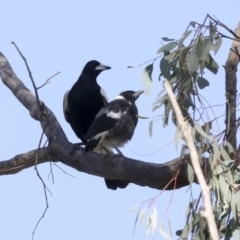 Gymnorhina tibicen (Australian Magpie) at Hawker, ACT - 3 Oct 2020 by AlisonMilton