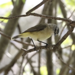 Acanthiza chrysorrhoa (Yellow-rumped Thornbill) at Higgins, ACT - 5 Oct 2020 by AlisonMilton