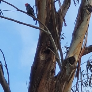 Callocephalon fimbriatum at Campbell, ACT - 23 Aug 2020