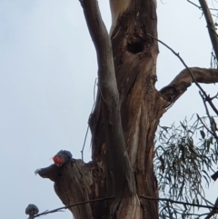 Callocephalon fimbriatum at Campbell, ACT - 23 Aug 2020