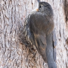 Cormobates leucophaea (White-throated Treecreeper) at Nail Can Hill - 20 Mar 2020 by ghardham