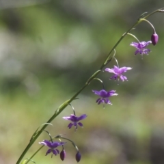 Arthropodium minus (Small Vanilla Lily) at Majura, ACT - 3 Oct 2020 by Frogmouth