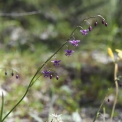 Arthropodium minus at Majura, ACT - 4 Oct 2020 12:20 AM