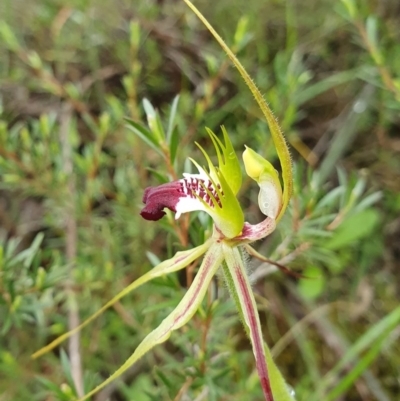 Caladenia atrovespa (Green-comb Spider Orchid) at Black Mountain - 6 Oct 2020 by shoko