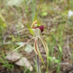 Caladenia atrovespa at Downer, ACT - 6 Oct 2020