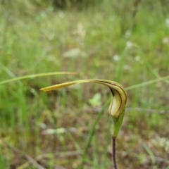 Caladenia atrovespa at Downer, ACT - 6 Oct 2020