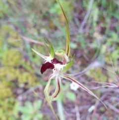 Caladenia atrovespa at Downer, ACT - suppressed