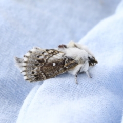 Porela delineata (Lined Porela) at Higgins, ACT - 5 Oct 2020 by AlisonMilton