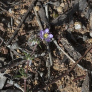 Spergularia rubra at Holt, ACT - 29 Sep 2020