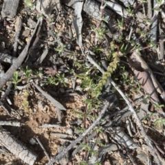 Spergularia rubra at Holt, ACT - 29 Sep 2020