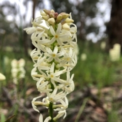 Stackhousia monogyna (Creamy Candles) at Cook, ACT - 5 Oct 2020 by JasonC