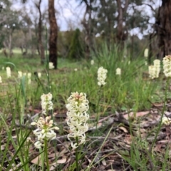 Stackhousia monogyna at Cook, ACT - 5 Oct 2020 06:27 PM