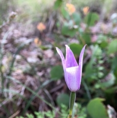 Glossodia major (Wax Lip Orchid) at Mount Painter - 5 Oct 2020 by JasonC