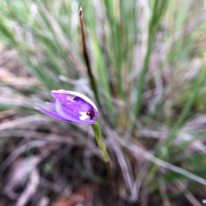 Glossodia major at Cook, ACT - suppressed