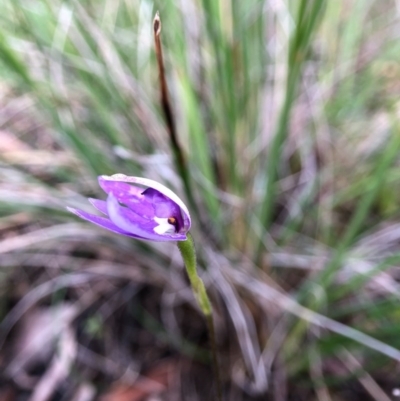 Glossodia major (Wax Lip Orchid) at Cook, ACT - 5 Oct 2020 by JasonC