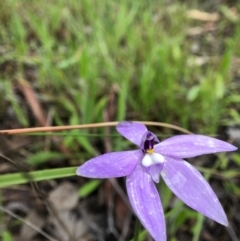 Glossodia major (Wax Lip Orchid) at Cook, ACT - 5 Oct 2020 by JasonC