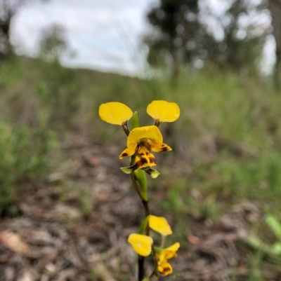 Diuris nigromontana (Black Mountain Leopard Orchid) at Mount Painter - 5 Oct 2020 by JasonC