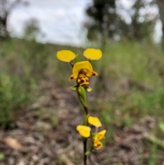 Diuris nigromontana at Cook, ACT - 5 Oct 2020