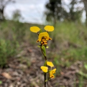 Diuris nigromontana at Cook, ACT - 5 Oct 2020